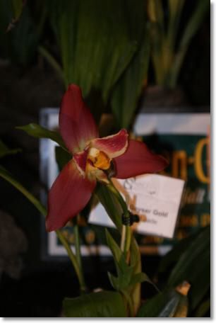 Neu-Ulmer Orchideentage 2012 046.jpg
